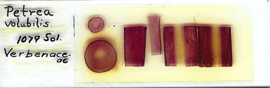 Queen's Wreath Petrea volubilis Microscope Slide