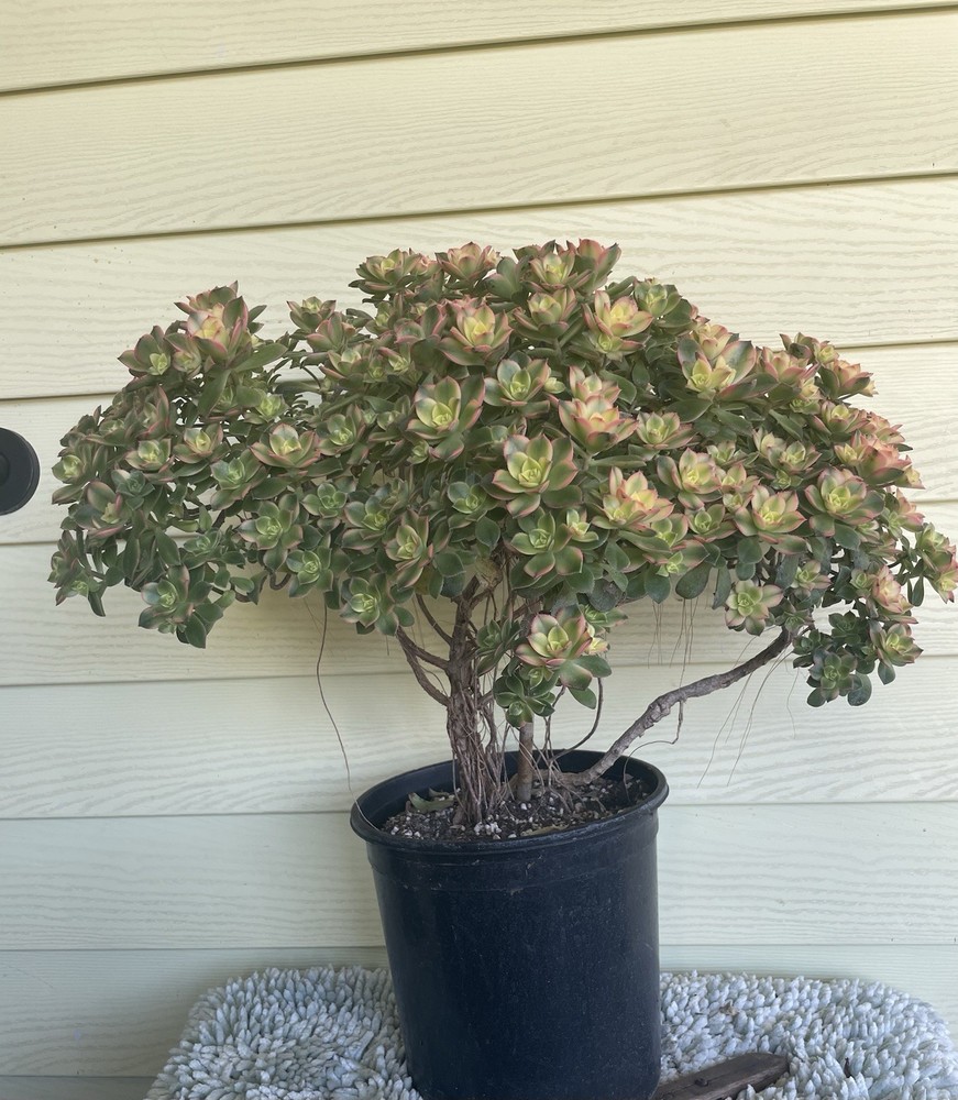 Bonsai Tree Aeonium Kiwi Tree Ship With Bare Rooted
