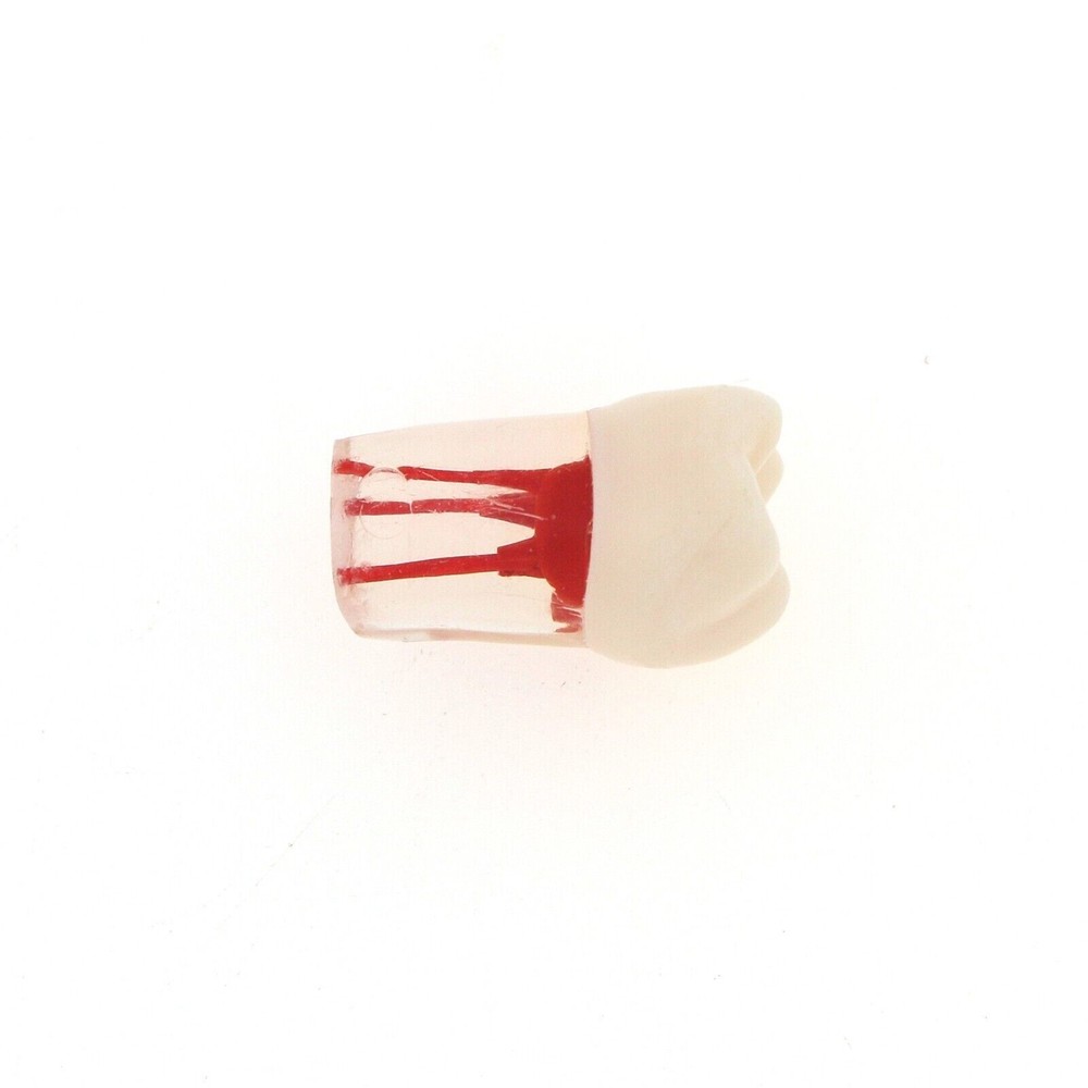 Dental Endo Root Canal Teeth Model Study Practice Typodont Model #36#45#46