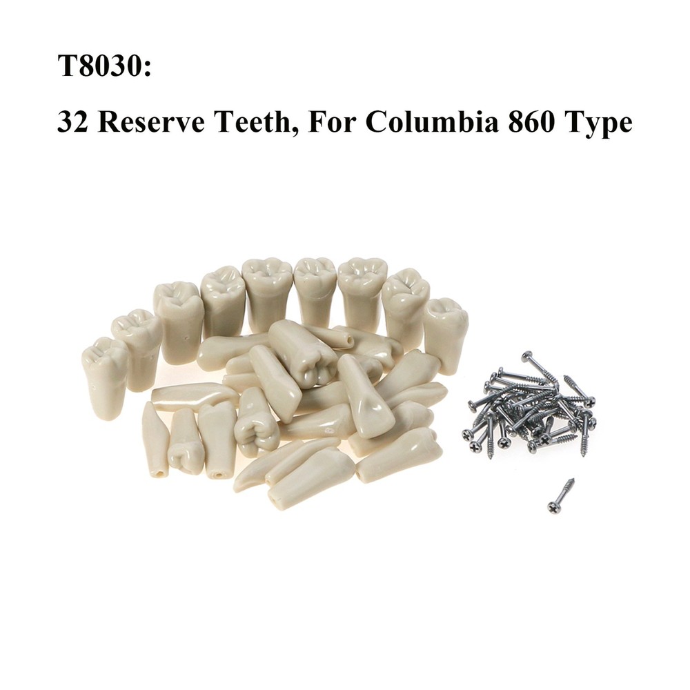 US For Columbia Dentoform 860 Type Dental Typodont Teeth 32Pcs Removable Teeth