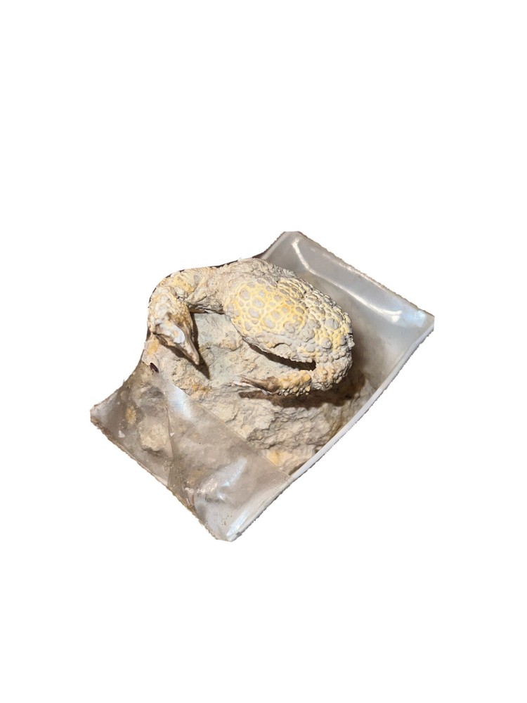 Ancient Fossil Crab