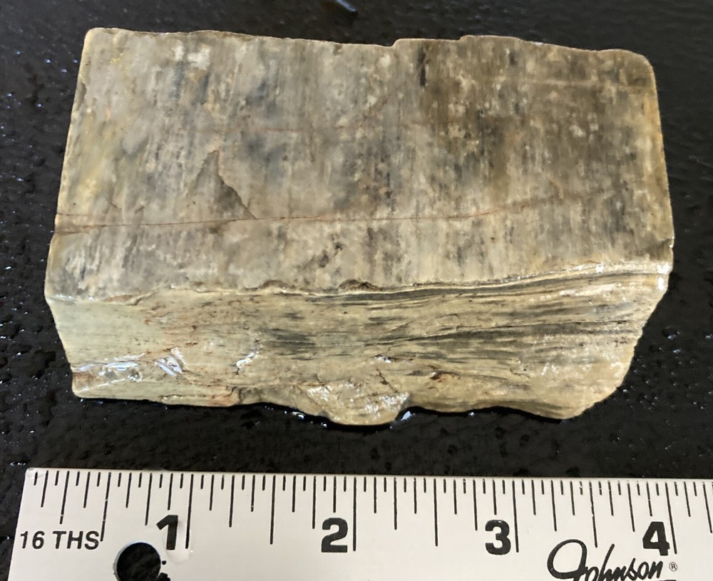 Petrified Wood Chunk - 12oz
