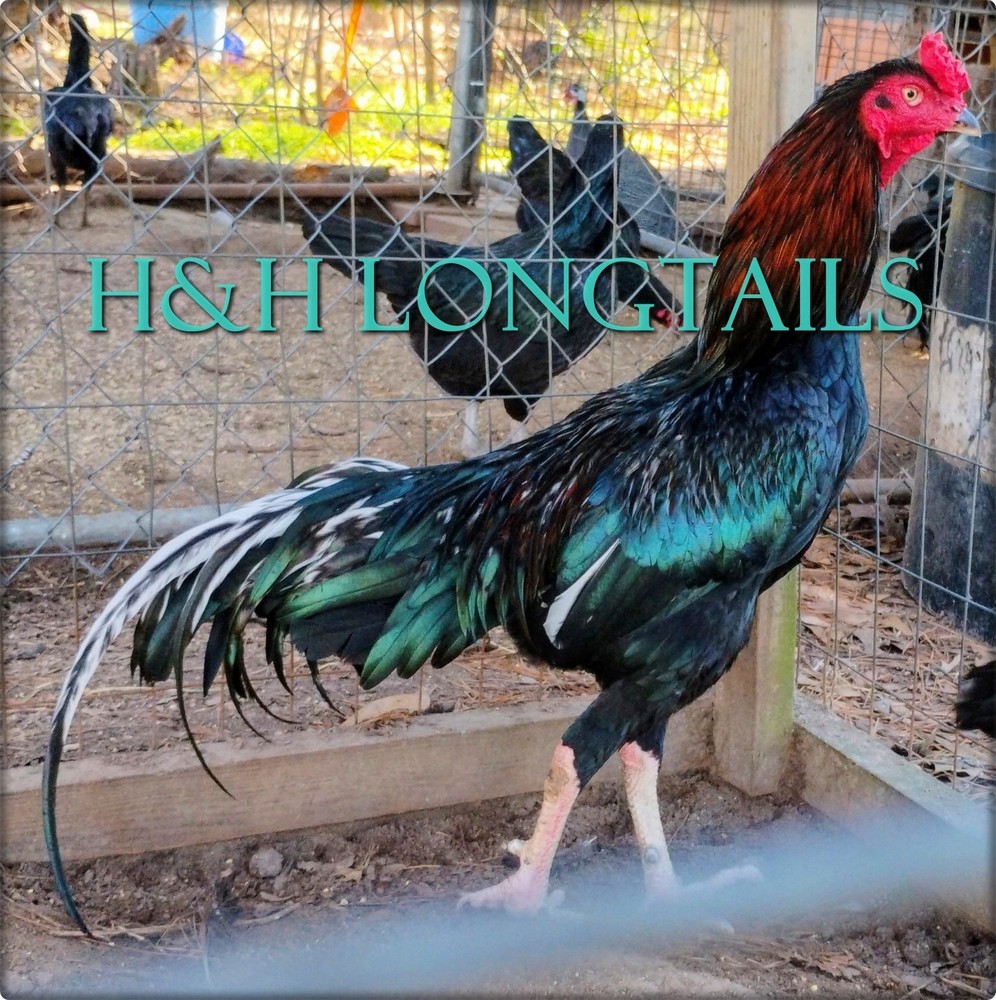 6 ASSORTED longtail Chicken hatching eggs L@@K!