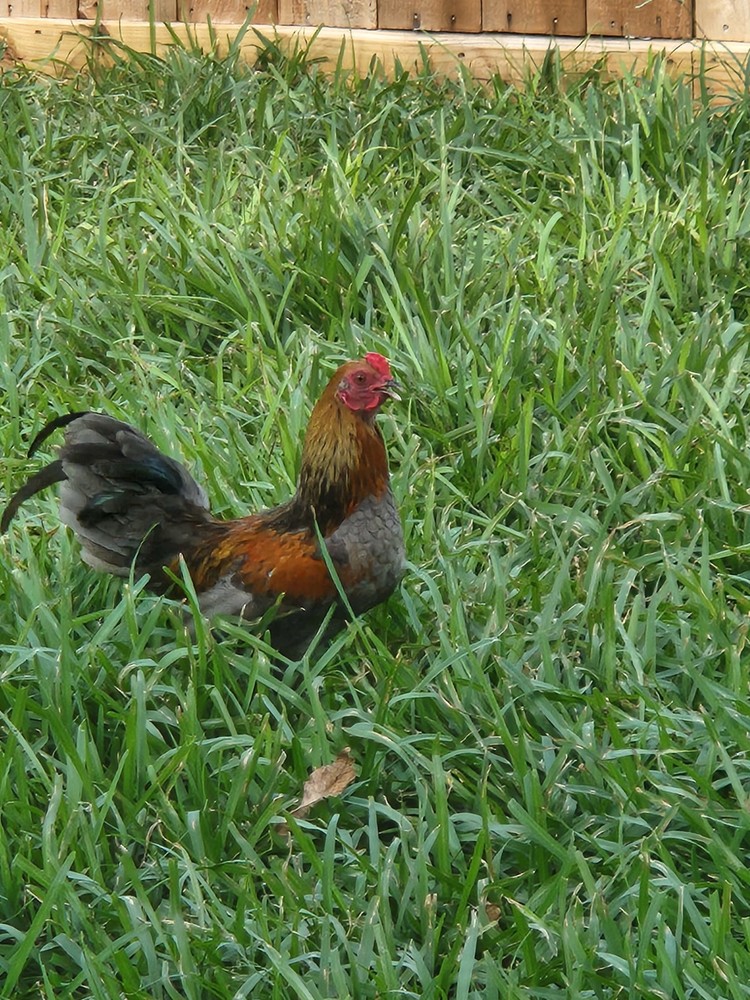 Bantam mystery egg Hatch 18 eggs