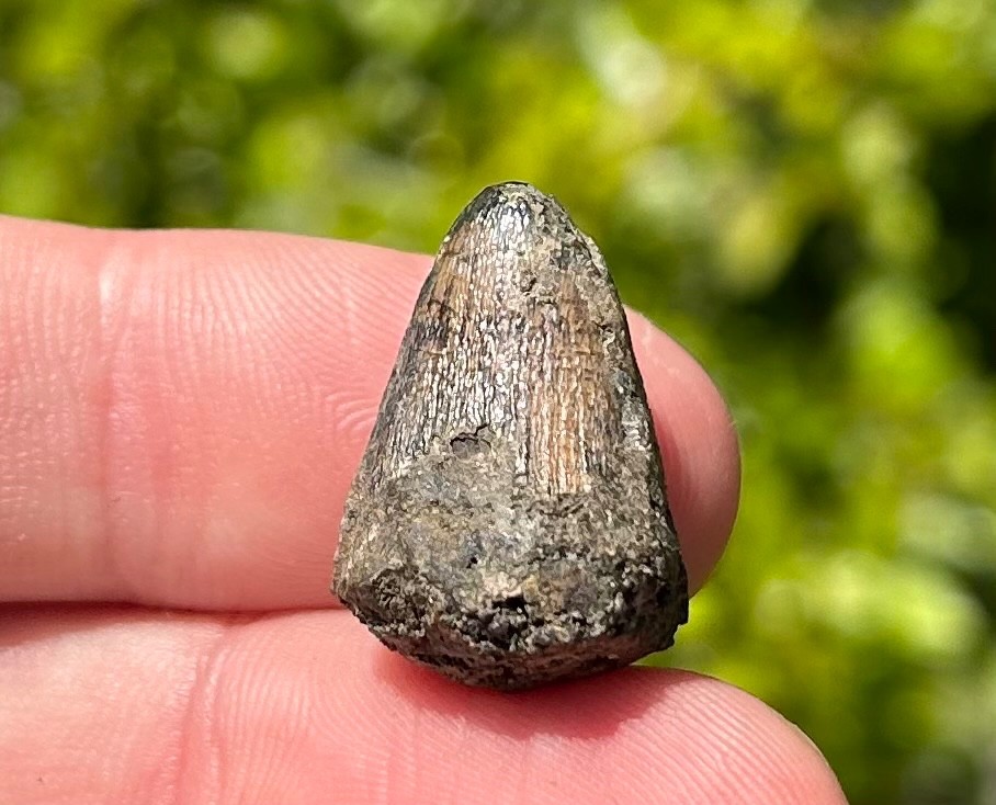 Fossil Crocodile Tooth Java Indonesia Croc Dinosaur Tooth Reptile Indonesian