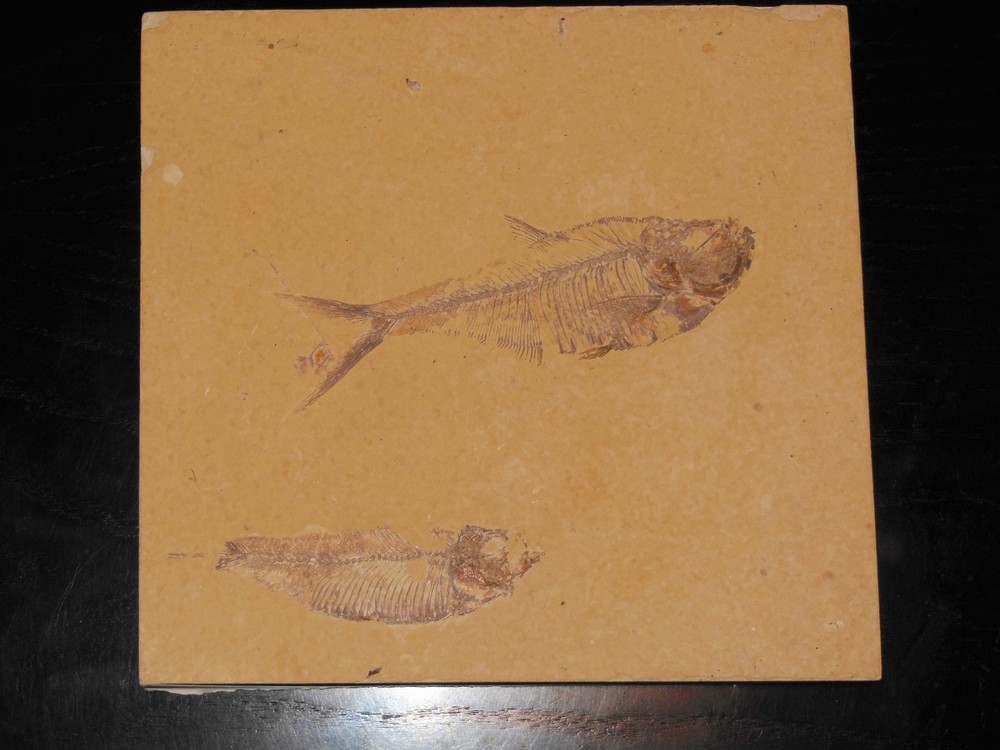 2 DIPLOMYSTUS DENTATUS FOSSIL FISH 