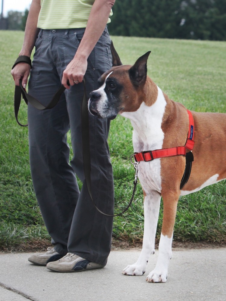 PetSafe Deluxe EasyWalk Harness Large Rose