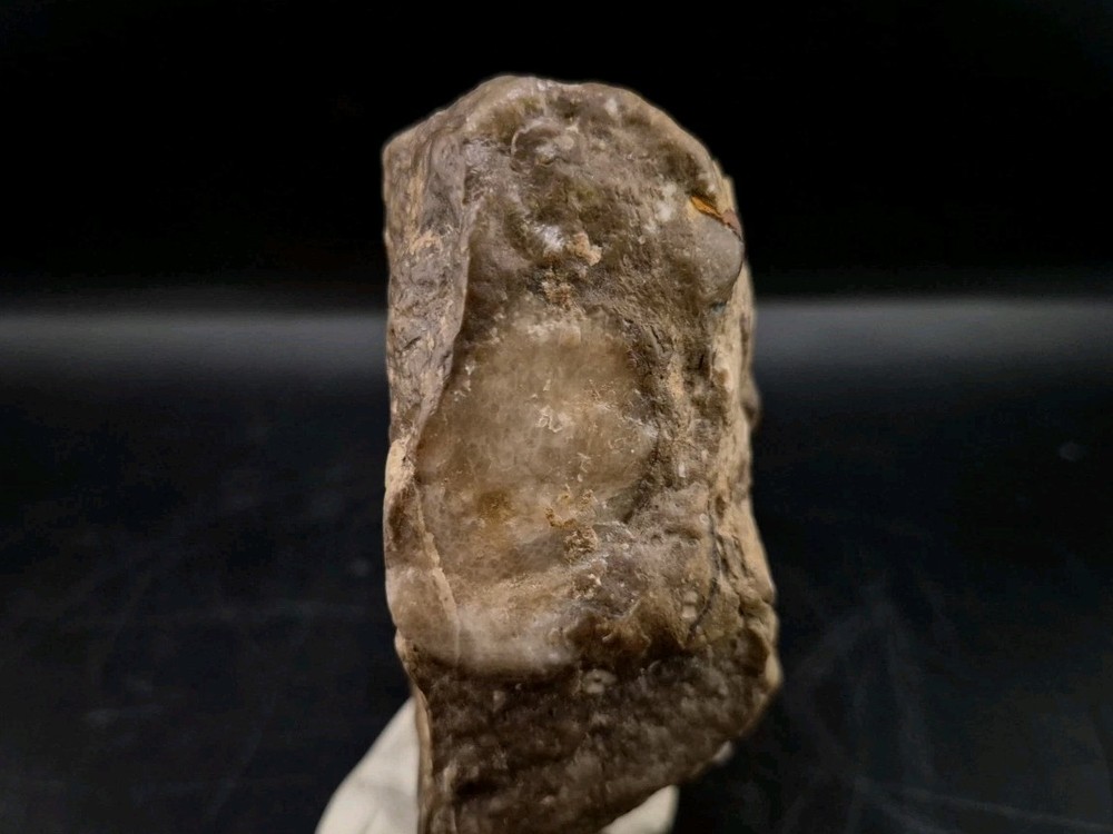 Egg Fossil Reptile 🦎 Permineralized