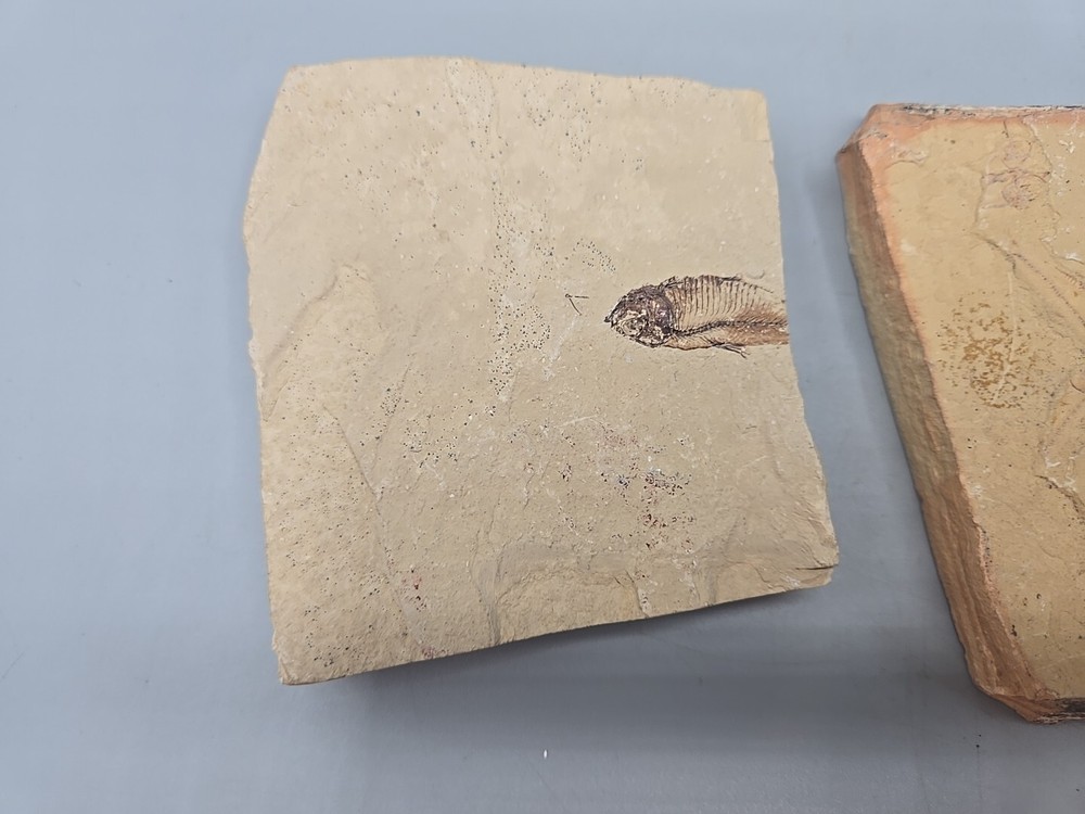 Diplomystus dentatus Fossil Fish - Split Layer