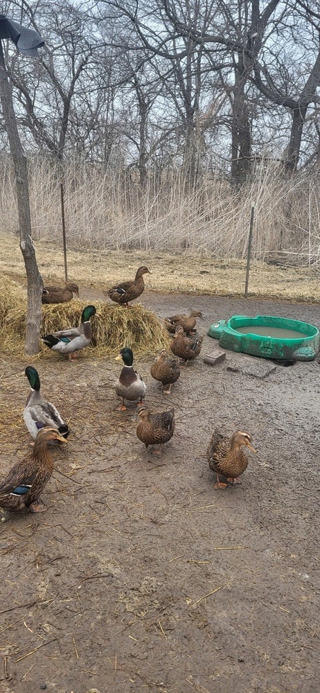 Rouen Duck Hatching Eggs