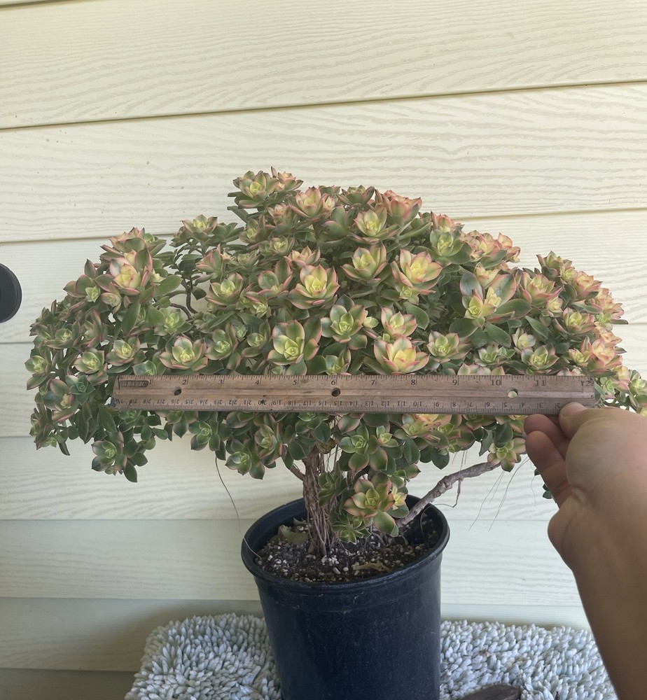 Bonsai Tree Aeonium Kiwi Tree Ship With Bare Rooted