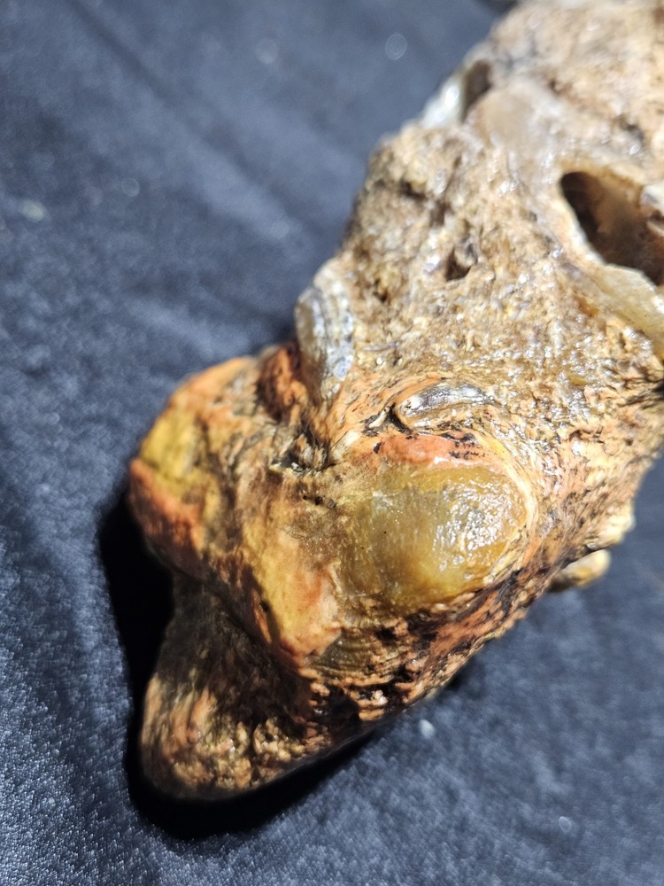 Petrified Limb Specimen Natural Form (10.6oz)
