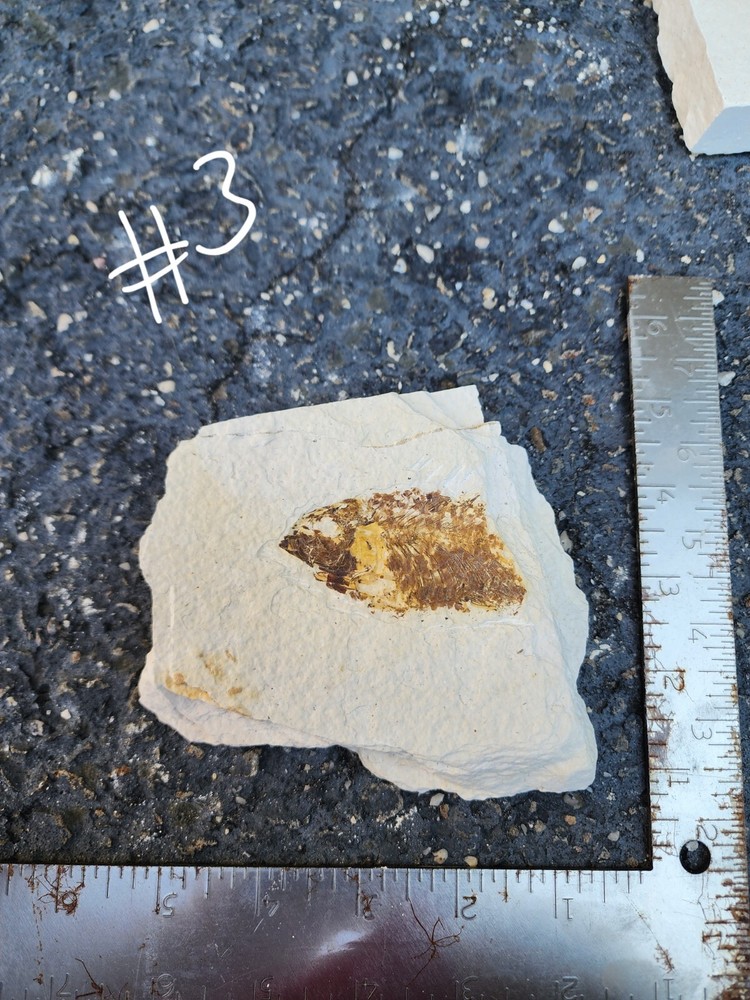 Green River Partial Fossil Fish Diplomystus