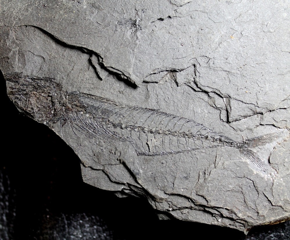 Scomber sp. - Very rare Oligocene fossil fish
