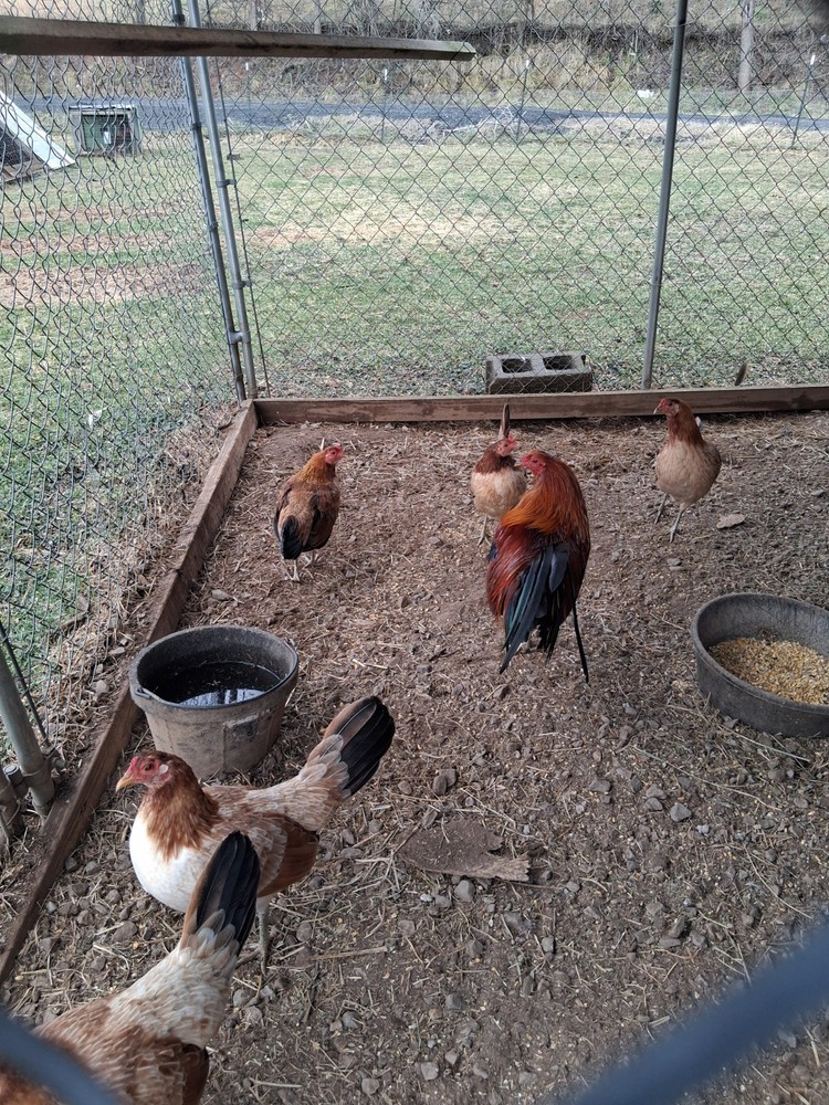 12 McLean Pure Hatching Eggs