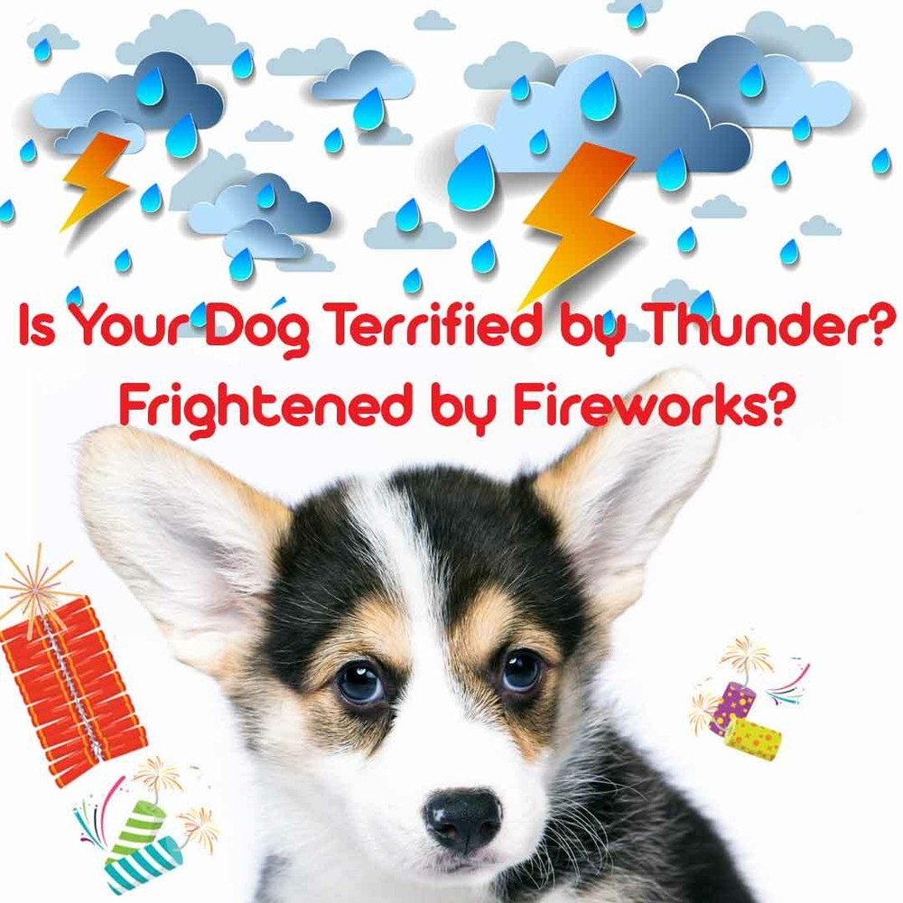 Corgi Relax Dog Aromatherapy | Thunderstorms, Fireworks, Separation Anxiety