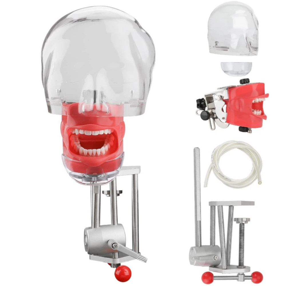 New Dental Simulator Mannequin Head Teeth Model Teaching Practicing Head Model