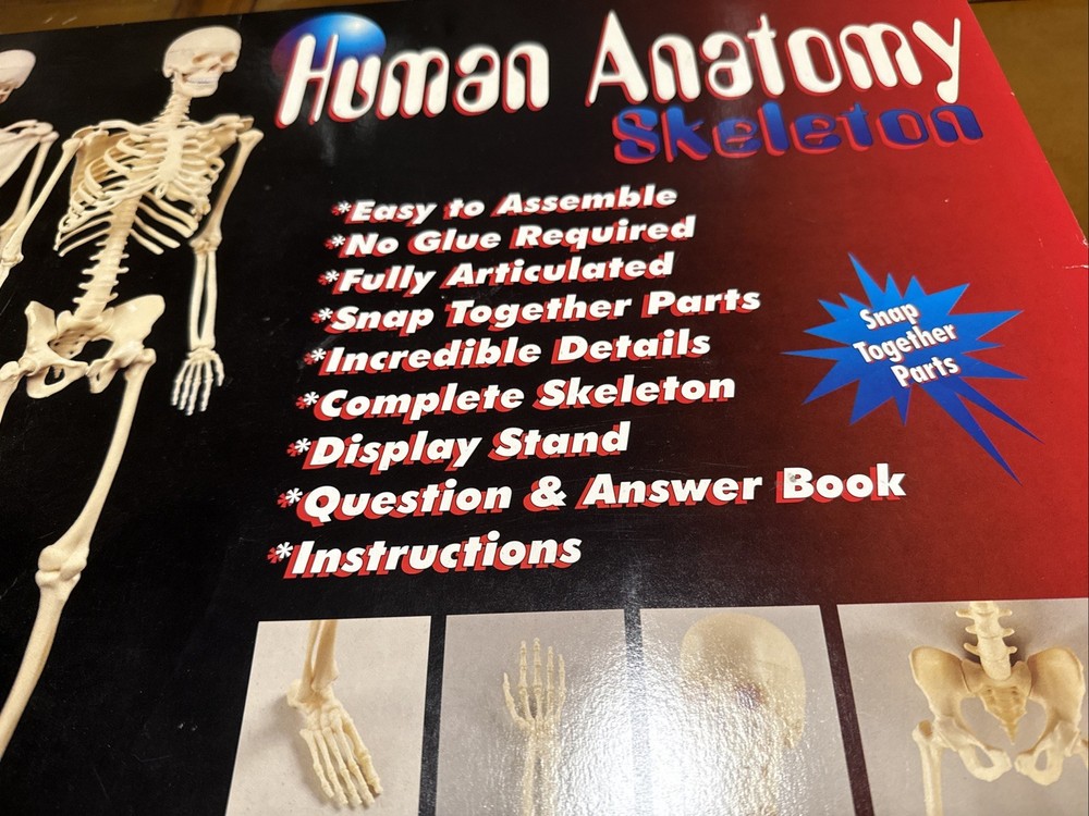 Vintage Interactive Paradise Human Anatomy Skeleton