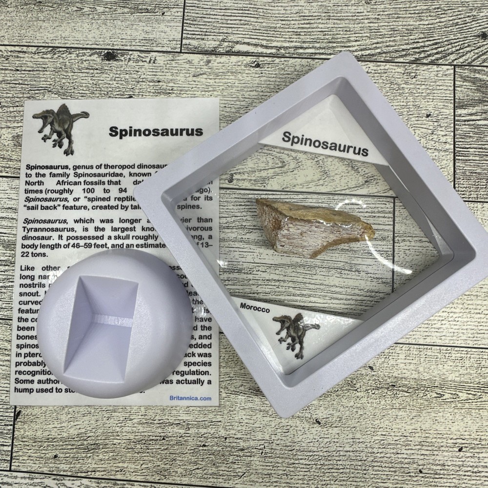 Spinosaurus Extinct Dinosaur Bone Fossil in Display Case