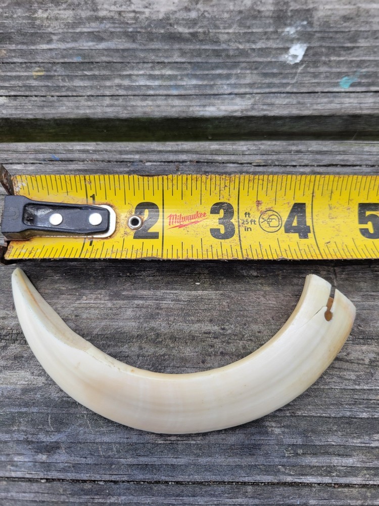 Boar Hog Tusk Cutter Ivory