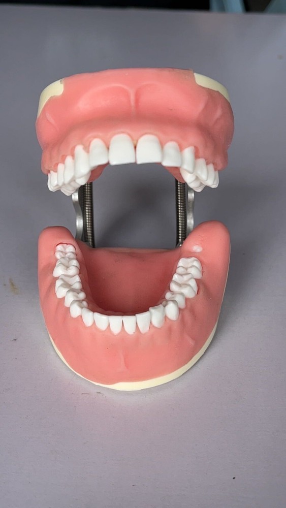 Maxillary+mandibular Tooth Extraction Practice Model Dental Typodont Teeth