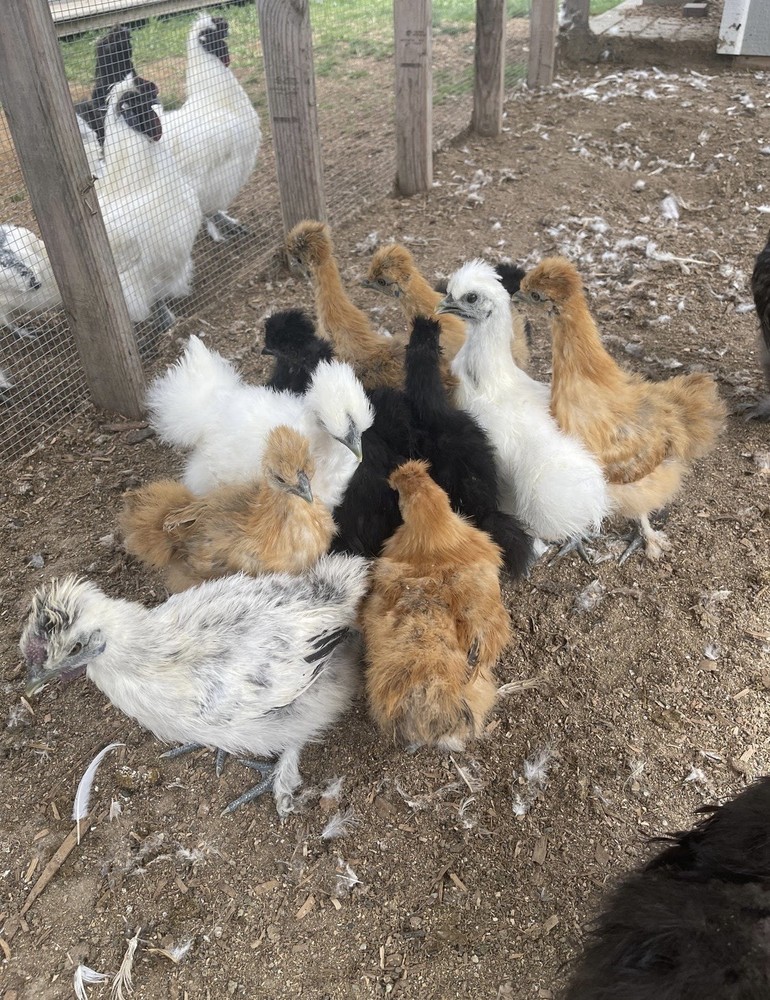 Silkie Chicken Hatching Eggs, Fertile Eggs & Chicks – Assorted Colors