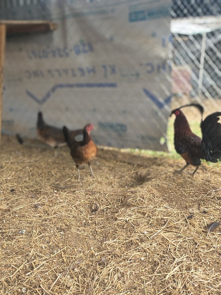 6 Penny Pure Hatching Eggs