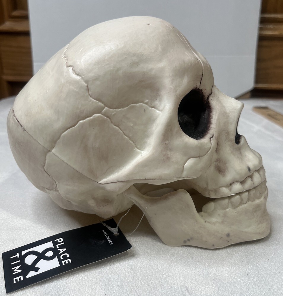 Skull With Movable Jaw By Place & Time