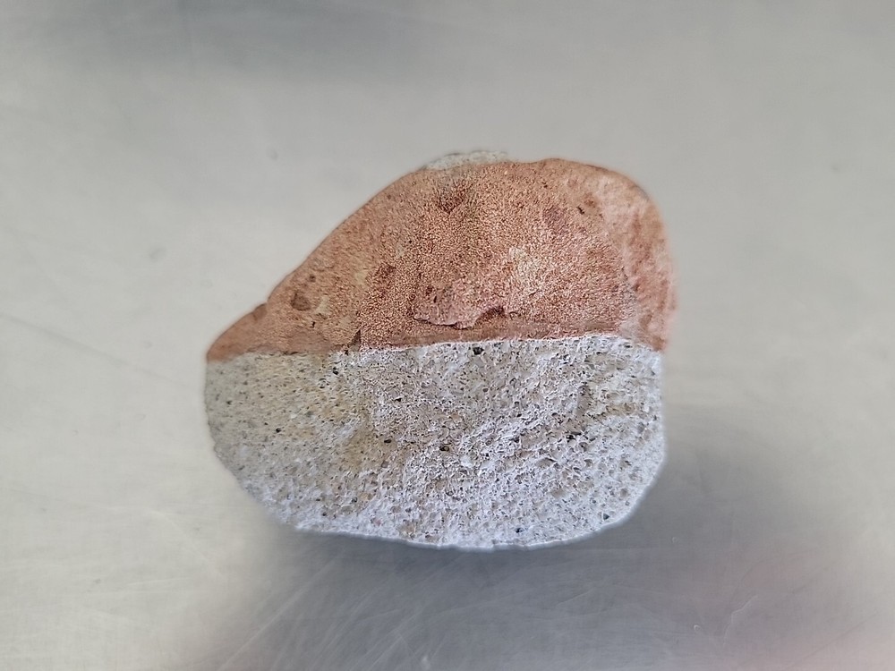 Fossilized Rock Stone Sedimentary Possible Shell Or Egg Unique