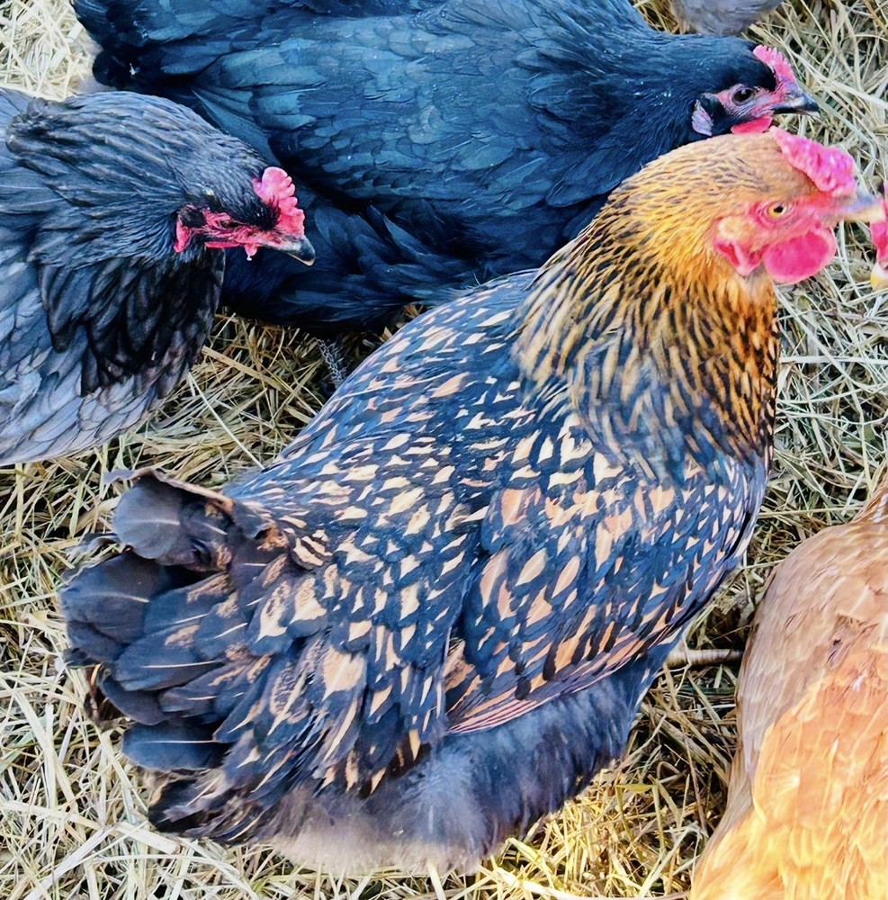 12 Rainbow Barnyard Mix Hatching Eggs