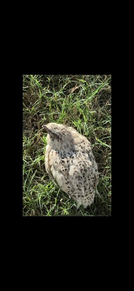 (48+ Total) 24 Celadon Blue/24 AssortedCoturnix Quail Hatching Eggs