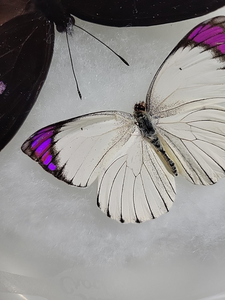 REAL BUTTERFLY COLLECTION MIXED Lot 5