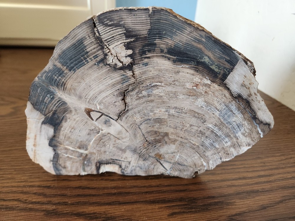 Petrified Wood Rough Cut Slab