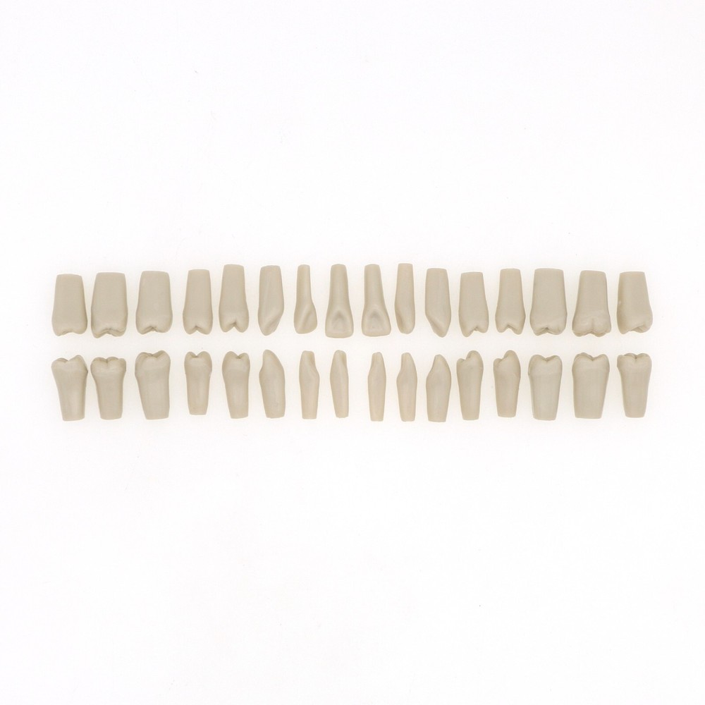 860 Type Dental Tooth Model Columbia Dentoform With 32pcs Replacement Teeth