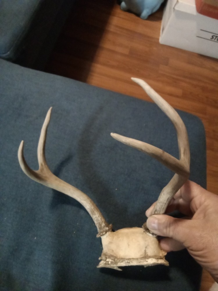 Deer Rack Antlers -