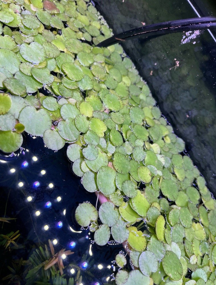 Aquatic Plant Bundle