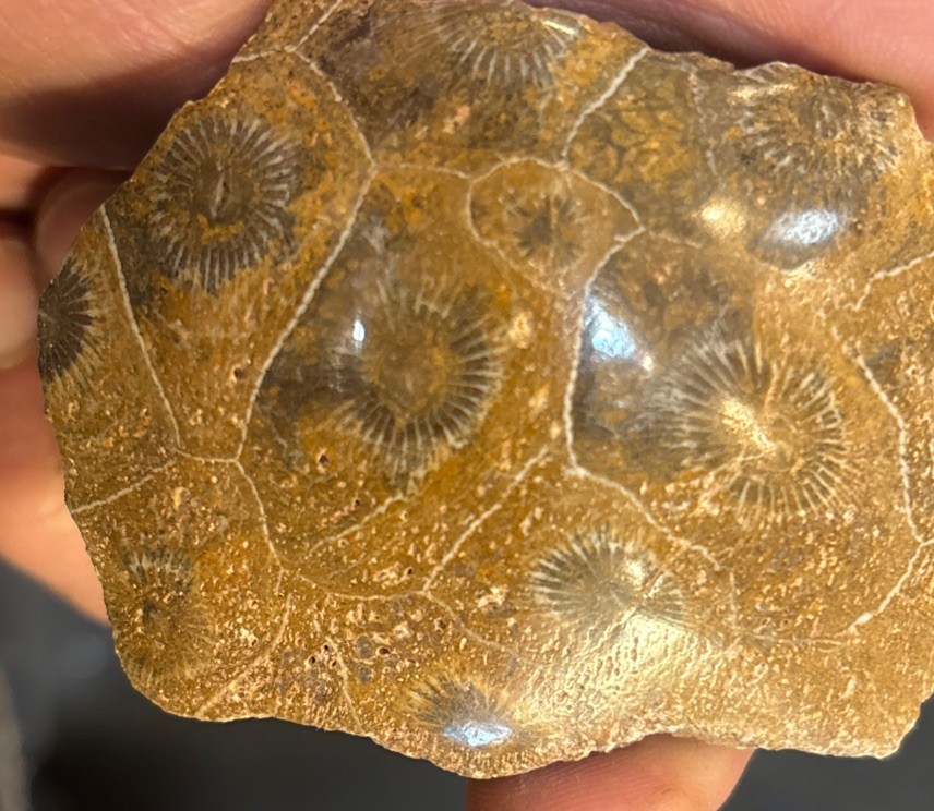 Petrified Coral End Polished