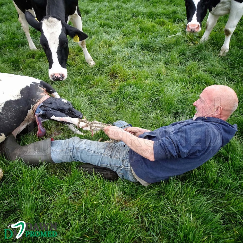 7 Pcs Calf Puller OB Handle & OB Chains Cattle Birthing Delivery Complete Set