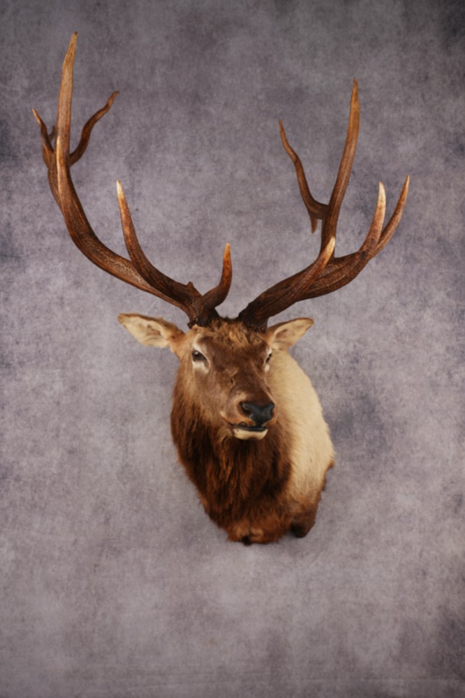 Elk Shoulder Mount SKU 3310