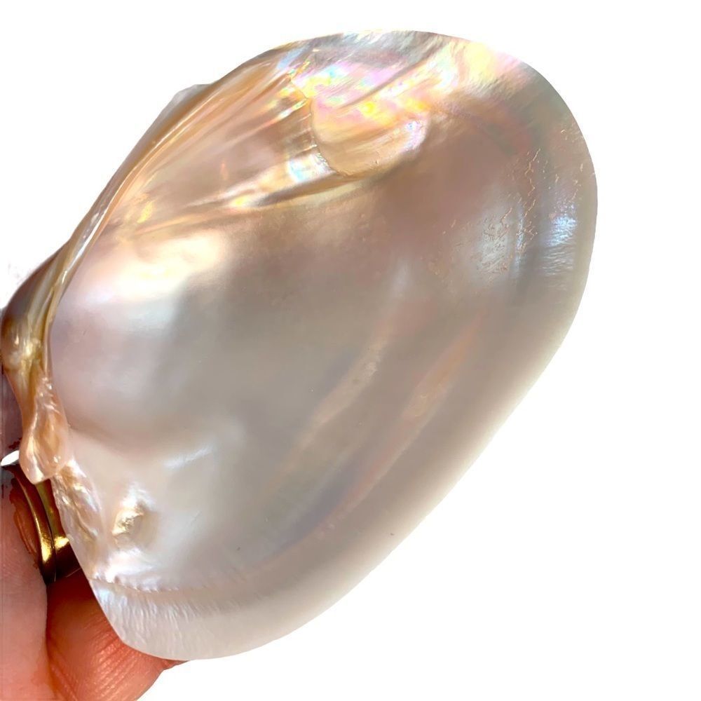 TWO MEDIUM NATURAL PEARLY AQUATIC SHELLS PHOTO PROP?