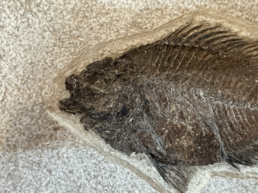 Priscacara 5 1/2" from Kemmerer, Wyoming