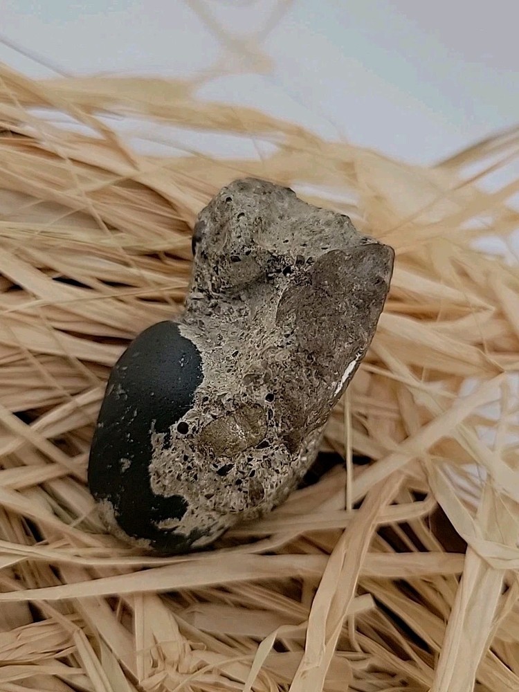 Egg Fossil Reptile Permineralized Compression Fossil