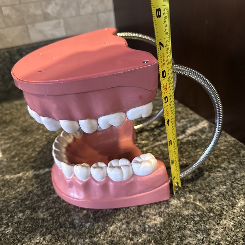 Dental Teeth Model Teaching Study Tool Mouth Large 6” Anatomical Full Set