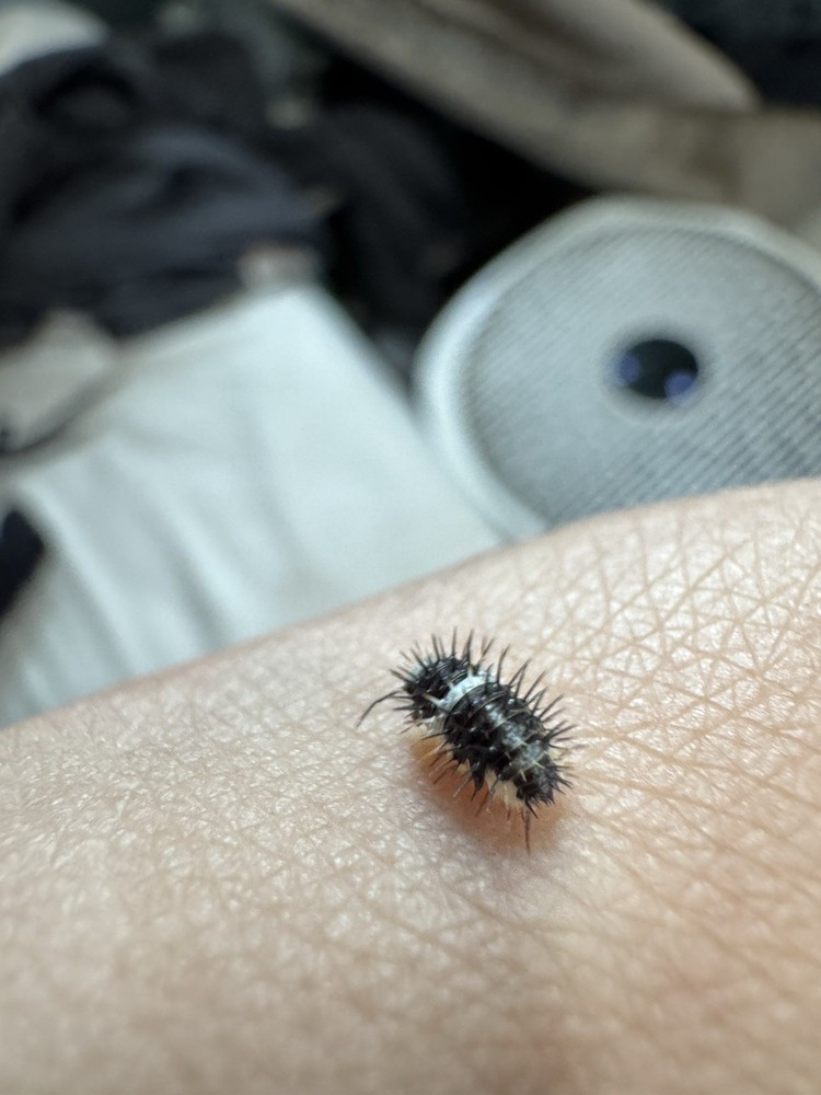 Panda Spiky Isopod LAG