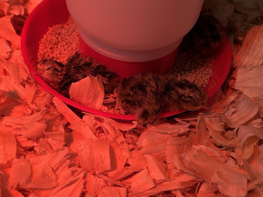 Fertile quail eggs🐣 from farm in texas🇺🇸