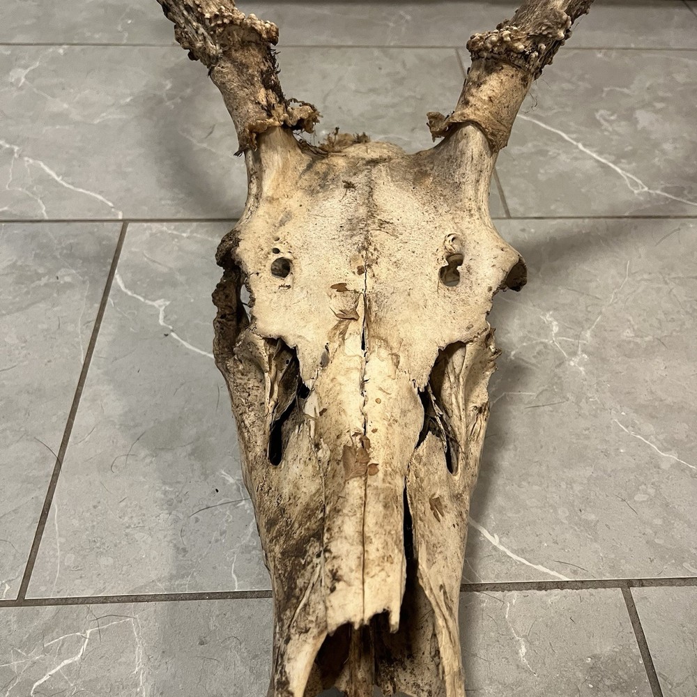 Genuine Weathered Elk Antlers/Mount- Rustic Decor