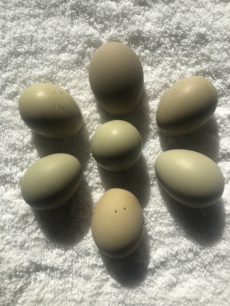 Hatching Eggs OLIVE 6+ extras EE Marans Olive / Mint / Sage / Green Rainbow