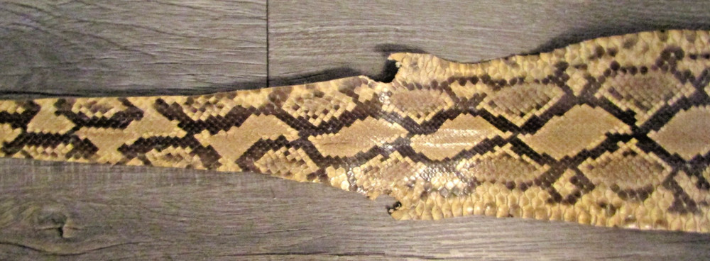 Taxidermy Genuine 15' 4" Long Reticulated Python Hide