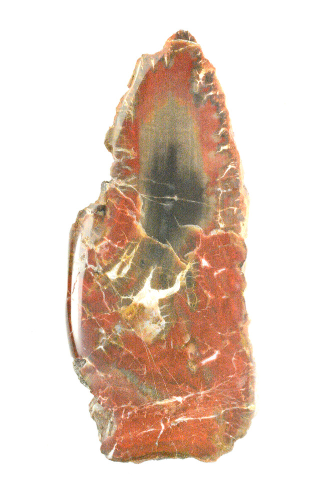 Petrified Wood Circle Cliffs Utah Polished
