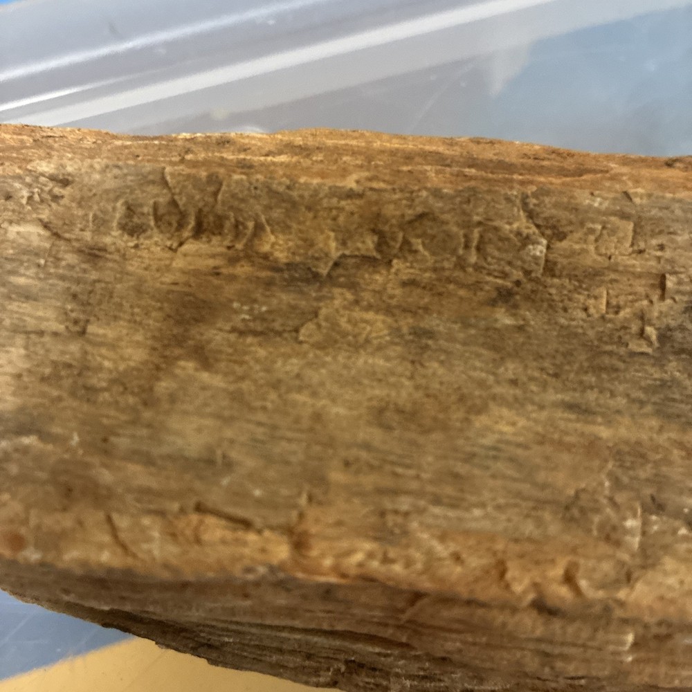 petrified wood rough